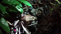 Leptodactylus vastus