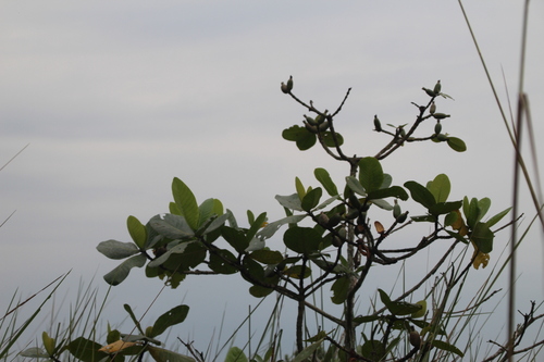 Image of Gardenia imperialis by no rights reserved