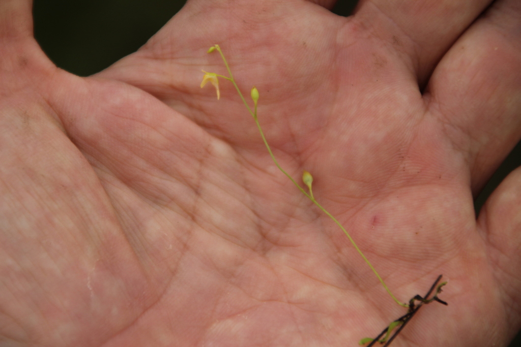 Utricularia andongensis Welw. ex Hiern 4