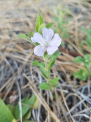 Dyschoriste oblongifolia