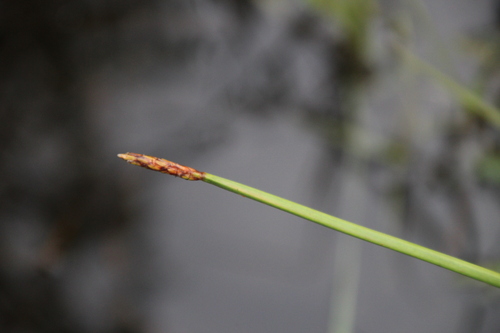 Eleocharis variegata