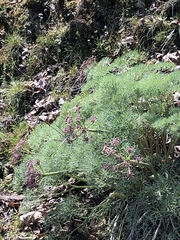 Lomatium columbianum
