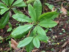 Rhododendron macrophyllum