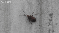 Urochela quadrinotata