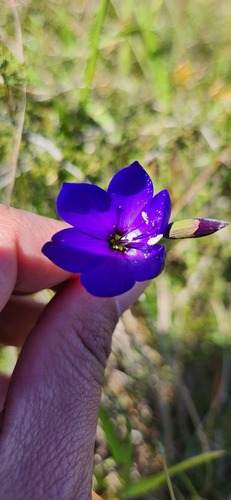 Geissorhiza lewisiae