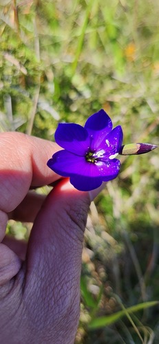 Geissorhiza lewisiae