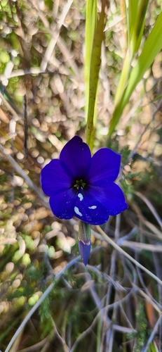 Geissorhiza lewisiae