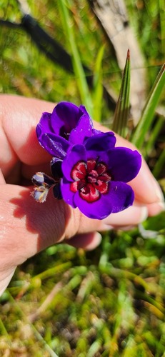 Babiana regia