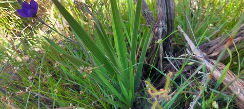 Babiana regia