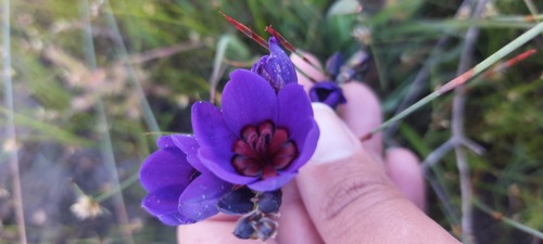 Babiana regia