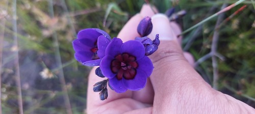 Babiana regia