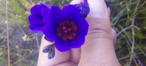 Babiana regia