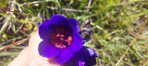 Babiana regia