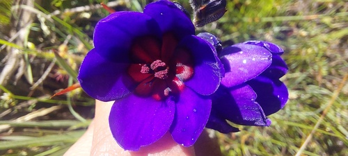 Babiana regia