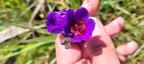 Babiana regia