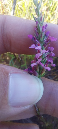 Heathleaf Purplegorse (Muraltia ericoides)
