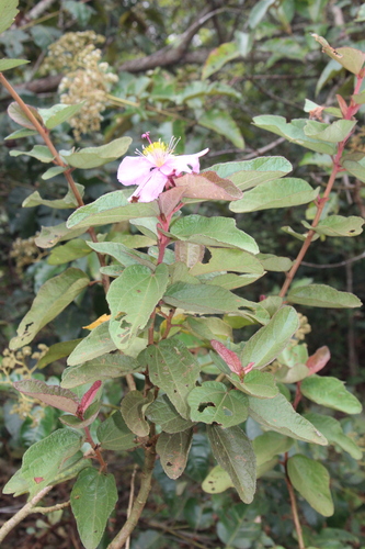 Clappertonia ficifolia, photograph 6