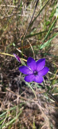 Geissorhiza lewisiae