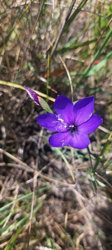Geissorhiza lewisiae