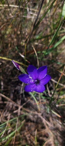 Geissorhiza lewisiae