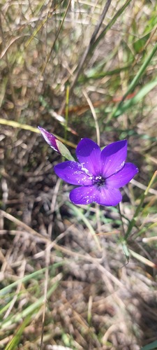 Geissorhiza lewisiae