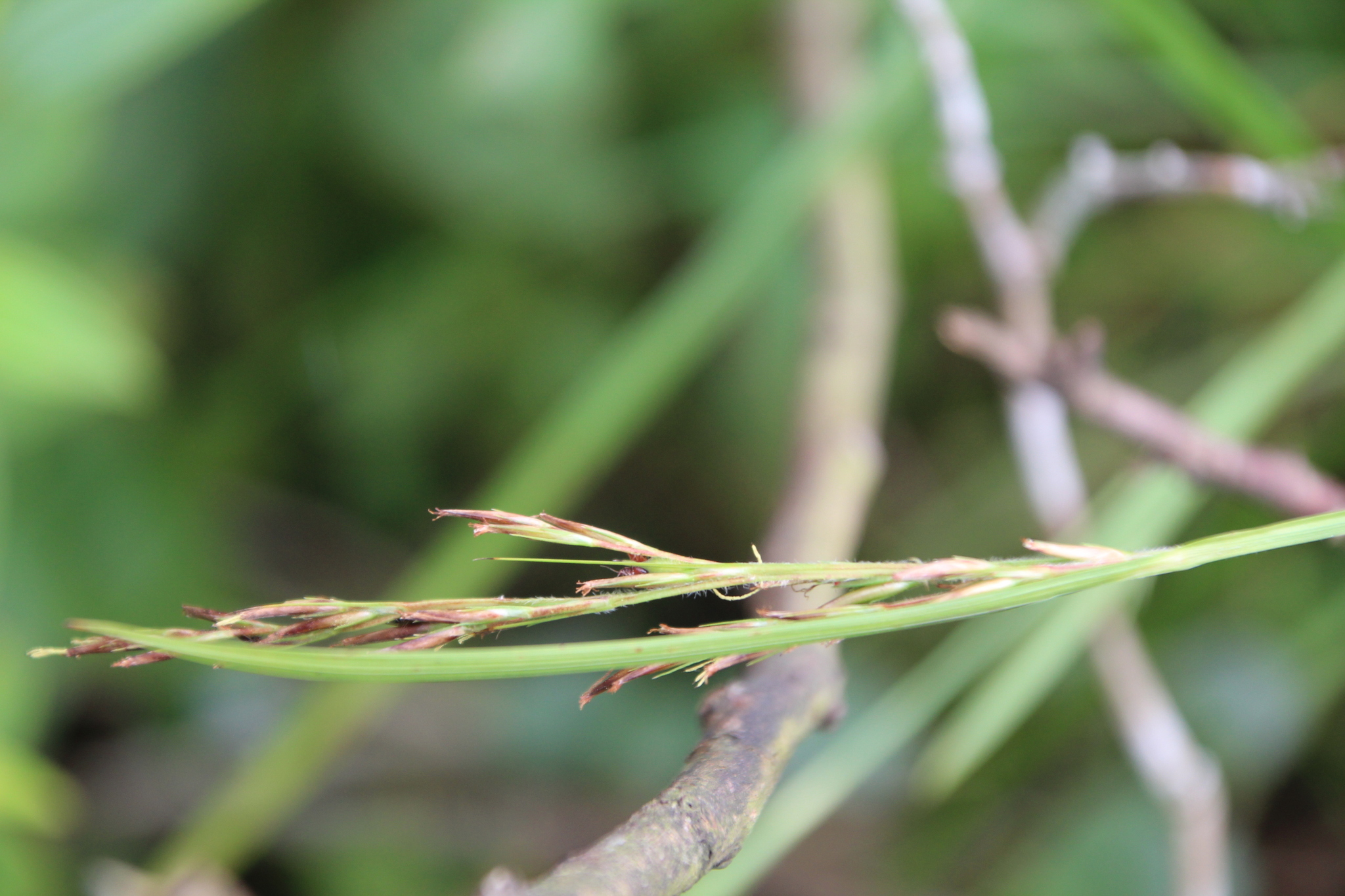 Scleria achtenii