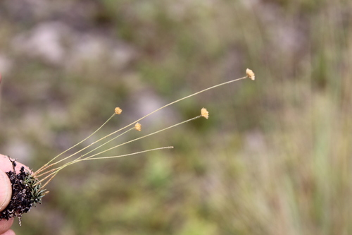 Syngonanthus wahlbergii