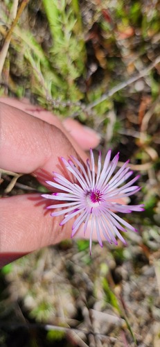 Lampranthus filicaulis, photograph 3