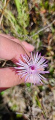 (c) sharndreheuvel, some rights reserved (CC BY-SA) Lampranthus filicaulis, photograph (c) sharndreheuvel, some rights reserved (CC BY-SA)
