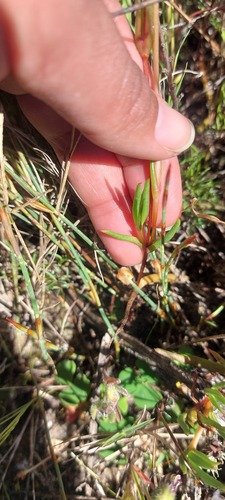Lampranthus filicaulis, photograph 5