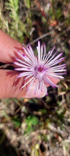 Lampranthus filicaulis, photograph 6
