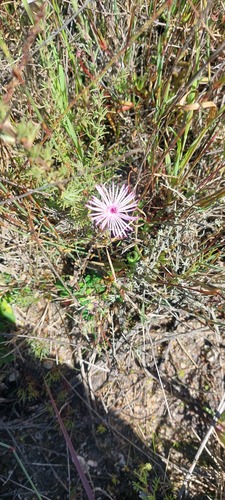 Lampranthus filicaulis, photograph 4