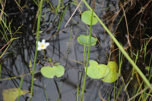 Image of Nymphoides senegalensis by no rights reserved