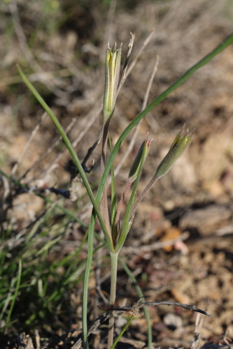 Gagea kamelinii