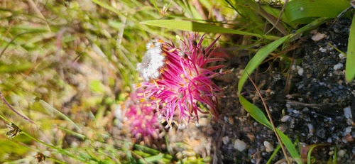 Graceful Spiderhead (Serruria pinnata)