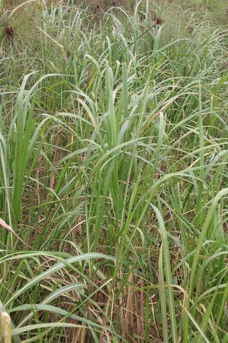hippo grass (Vossia cuspidata)