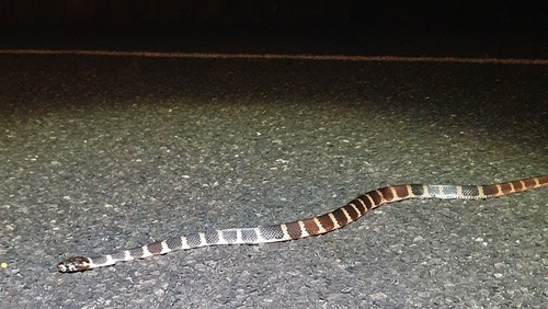 Stephens' Banded Snake sighting