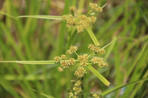 Variable Flatsedge