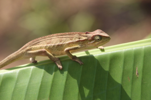 Montane side-striped chameleon
