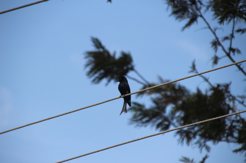 Fork-tailed Drongo