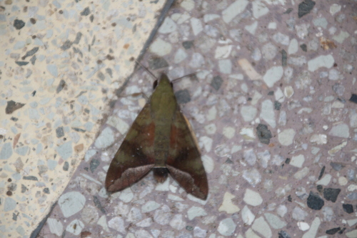 Comma Nephele