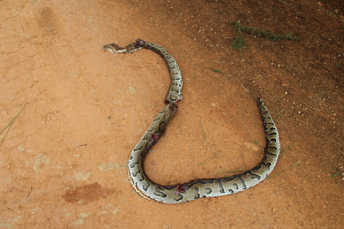 African Rock Python