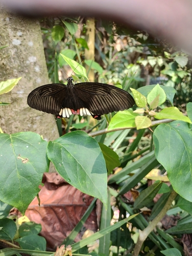 Common Mormon Swallowtail