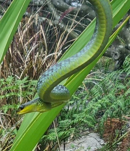 Common Tree Snake sighting