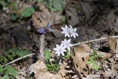 Hepatica acutiloba