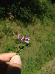 Rhinotropis californica