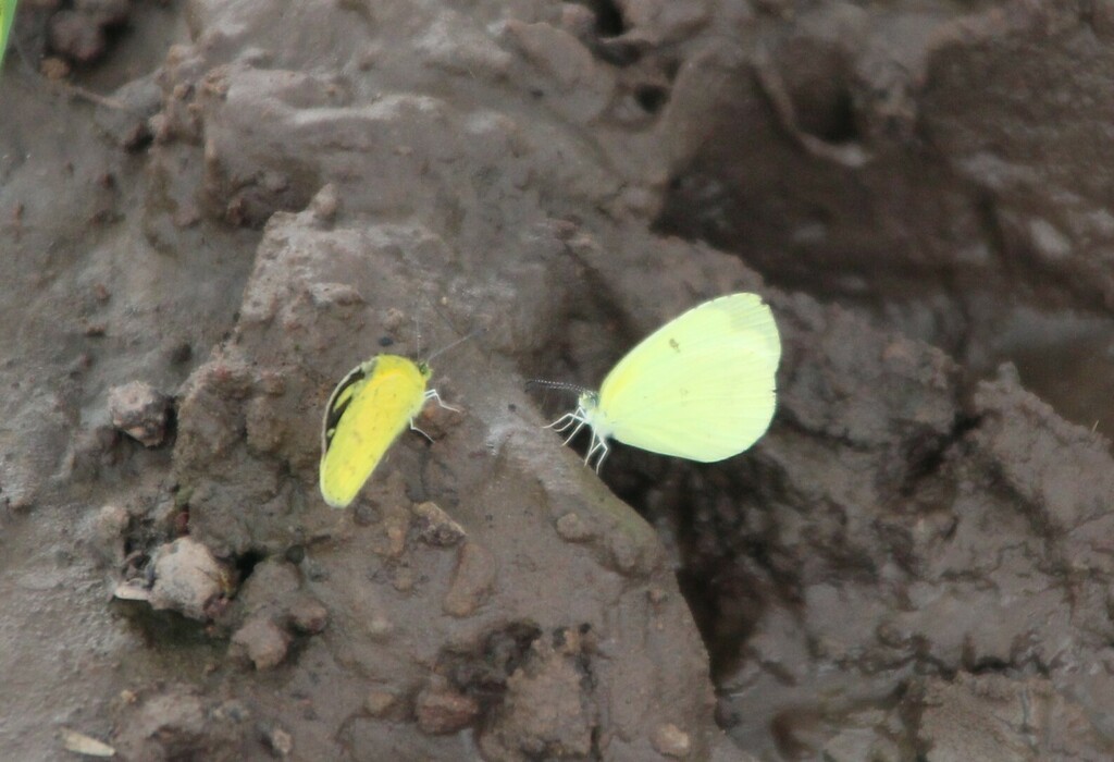 Marsh Grass Yellow