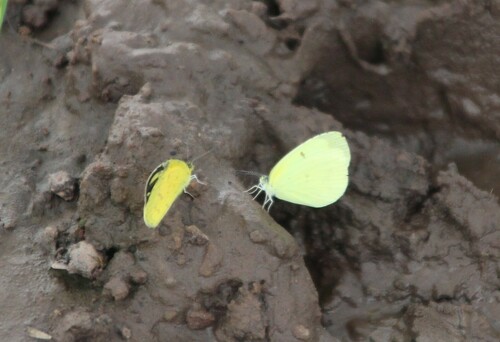 Marsh Grass Yellow
