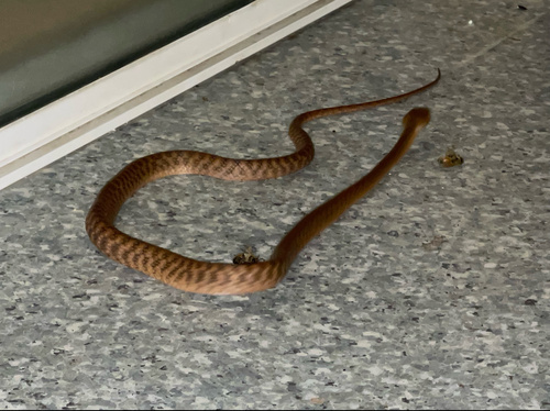 Brown Tree Snake sighting