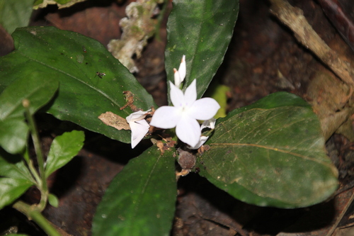 Stenandriopsis guineensis, 2024-02-21